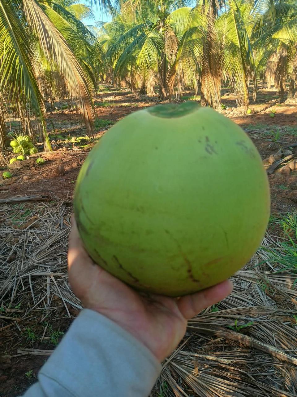 CEASA